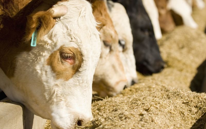 Farmer adding feed supplement to cattle feed in Kenya and Tanzania