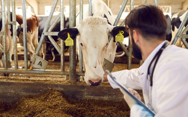 Veterinarian giving injection to dairy cow in Kenya and Tanzania
